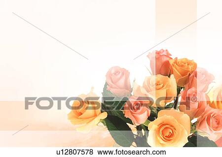 Stock Photo - Orange roses. Fotosearch