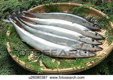 Pacific Saury View Large Photo Image Stock Photo - Pacific Saury. Fotosearch