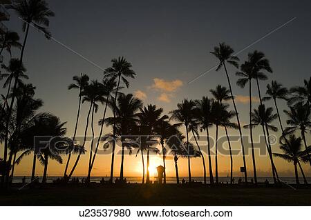 Palm Trees in Silhouette View Large Photo Image Stock Image - Palm Trees in Silhouette. Fotosearch