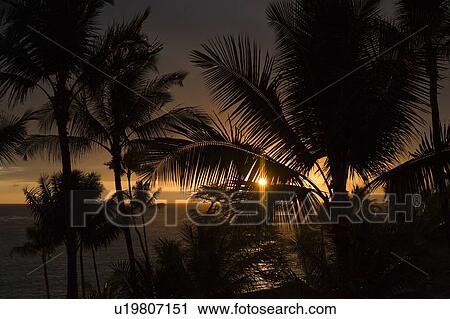Palm Trees in Sunset View Large Photo Image Stock Image - Palm Trees in Sunset. Fotosearch