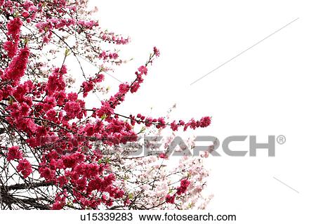 Stock Image - Peach blossoms, Tokyo Prefecture, Japan. Fotosearch