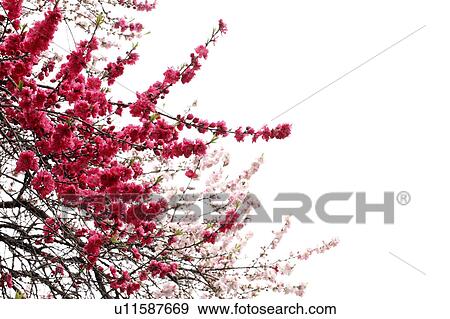 Stock Photo - Peach blossoms, Tokyo Prefecture, Japan. Fotosearch