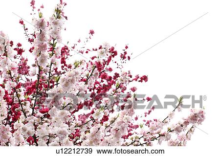 Stock Photo - Peach blossoms, Tokyo Prefecture, Japan. Fotosearch