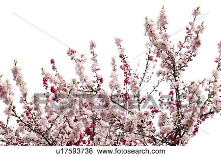 Stock Photo - Peach blossoms, Tokyo Prefecture, Japan. Fotosearch