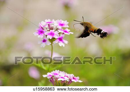 Stock Image - Pellucid Hawk Moth (Cephonodes hylas), Chiba Prefecture, Japan. Fotosearch
