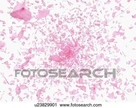 Petals blowing in the wind View Large Photo Image Stock Image - Petals blowing in the wind. Fotosearch
