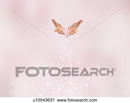 Petals falling from hands View Large Photo Image Stock Photo - Petals falling from hands. Fotosearch