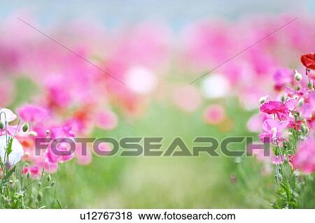 Pink Corn Poppies View Large Photo Image Stock Photo - Pink Corn Poppies. Fotosearch