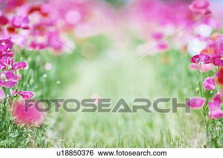 Stock Photograph - Pink Corn Poppies. Fotosearch