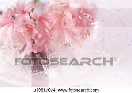 Pink lilies in vase View Large Photo Image Picture - Pink lilies in vase. Fotosearch