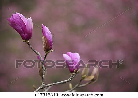 Pink Magnolia, Tokyo Prefecture, Japan View Large Photo Image Stock Photo - Pink Magnolia, Tokyo Prefecture, Japan. Fotosearch