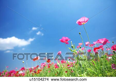Pink Poppies and Blue Sky View Large Photo Image Picture - Pink Poppies and Blue Sky. Fotosearch