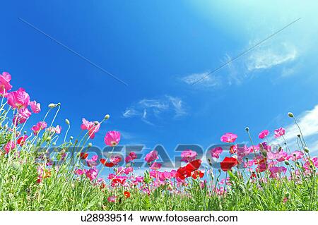 Pink Poppies and Blue Sky View Large Photo Image Picture - Pink Poppies and Blue Sky. Fotosearch