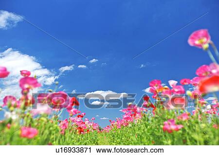 Stock Image - Pink Poppies and Blue Sky. Fotosearch