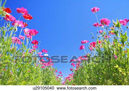 Pink Poppies and Blue Sky View Large Photo Image Stock Image - Pink Poppies and Blue Sky. Fotosearch