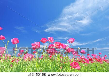 Pink Poppies and Blue Sky View Large Photo Image Stock Photo - Pink Poppies and Blue Sky. Fotosearch