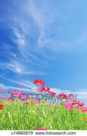 Pink Poppies and Blue Sky View Large Photo Image Stock Photo - Pink Poppies and Blue Sky. Fotosearch