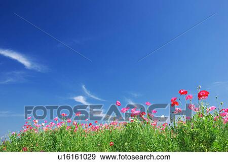 Stock Photo - Pink Poppies and Blue Sky. Fotosearch