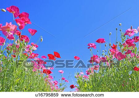 Pink Poppies and Blue Sky View Large Photo Image Stock Photo - Pink Poppies and Blue Sky. Fotosearch