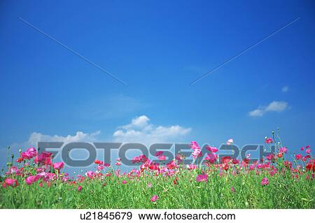 Pink Poppies and Blue Sky View Large Photo Image Stock Photo - Pink Poppies and Blue Sky. Fotosearch
