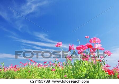 Pink Poppies and Blue Sky View Large Photo Image Stock Photo - Pink Poppies and Blue Sky. Fotosearch
