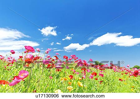 Stock Photograph - Pink Poppies and Blue Sky. Fotosearch