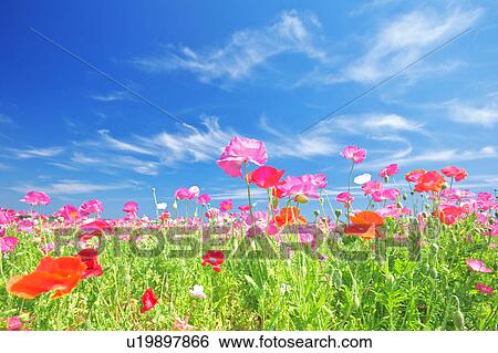 Stock Photograph - Pink Poppies and Blue Sky. Fotosearch