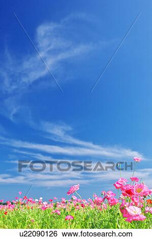 Pink Poppies and Blue Sky View Large Photo Image Stock Photograph - Pink Poppies and Blue Sky. Fotosearch