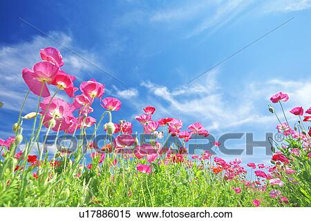 Stock Photography - Pink Poppies and Blue Sky. Fotosearch
