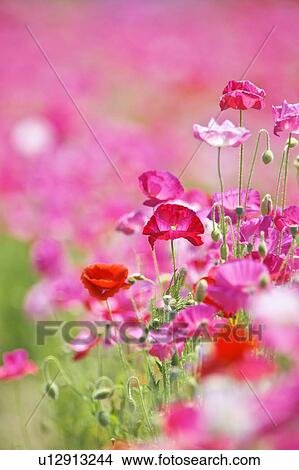Picture - Pink Poppies. Fotosearch