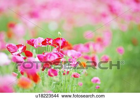 Pink Poppies View Large Photo Image Picture - Pink Poppies. Fotosearch