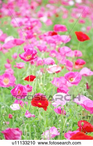 Stock Image - Pink Poppies. Fotosearch