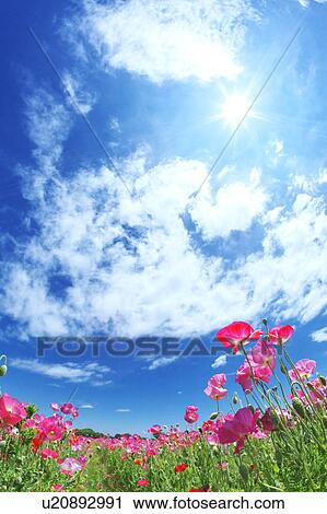 Pink Poppy Field View Large Photo Image Stock Image - Pink Poppy Field. Fotosearch