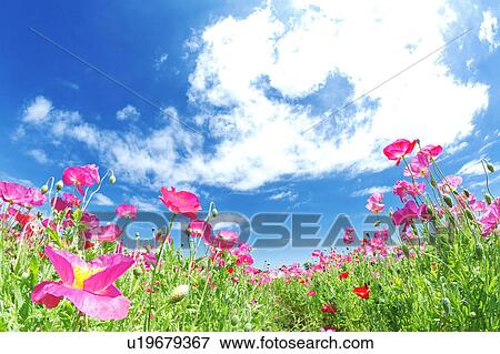 Pink Poppy Field View Large Photo Image Stock Photo - Pink Poppy Field. Fotosearch