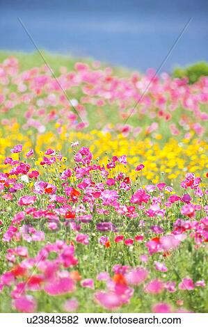 Pink Poppy View Large Photo Image Stock Image - Pink Poppy. Fotosearch