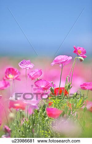 Pink Poppy View Large Photo Image Stock Image - Pink Poppy. Fotosearch
