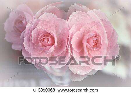 Stock Photo - Pink roses. Fotosearch