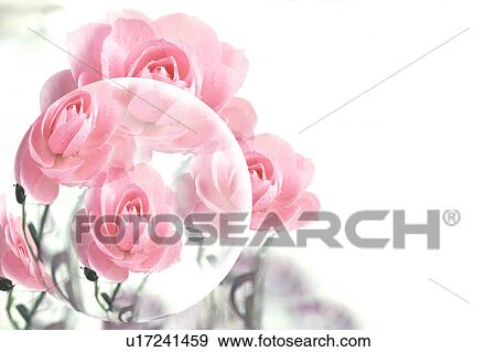 Pink roses View Large Photo Image Stock Photo - Pink roses. Fotosearch