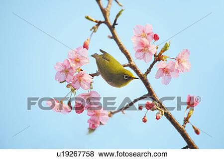 Plum blossoms and Japanese White-eye, Shizuoka Prefecture, Japan View Large Photo Image Stock Photo - Plum blossoms and Japanese White-eye, Shizuoka Prefecture, Japan. Fotosearch