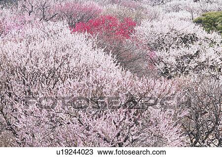 Stock Image - Plum blossoms, Kairakuen, Ibaraki Prefecture, Japan. Fotosearch