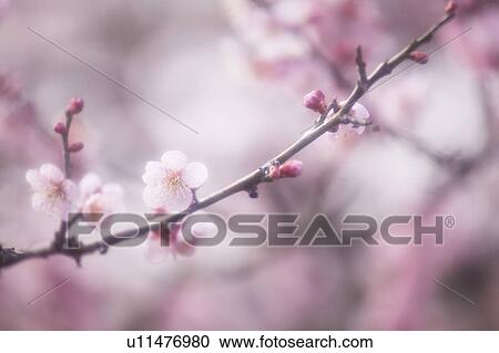Stock Image - Plum blossoms. Fotosearch