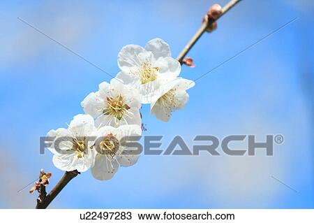 Stock Image - Plum blossoms. Fotosearch