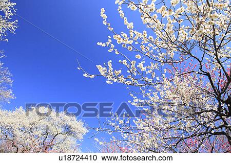 Plum blossoms, Tokyo Prefecture, Japan View Large Photo Image Stock Image - Plum blossoms, Tokyo Prefecture, Japan. Fotosearch