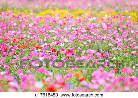 Poppy Field View Large Photo Image Stock Image - Poppy Field. Fotosearch