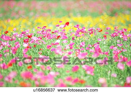 Poppy Field View Large Photo Image Stock Photo - Poppy Field. Fotosearch
