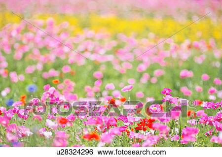 Stock Photograph - Poppy Field. Fotosearch