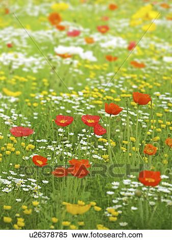 Stock Photography - Poppy Flowers. Fotosearch
