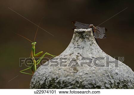 Stock Image - Praying Mantis getting closer to dragon fly, Japan. Fotosearch