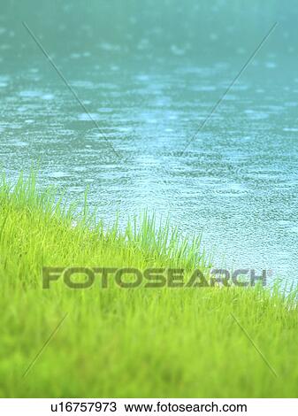 Stock Image - Rain Falling on Lake and Grass. Fotosearch