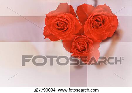 Red roses View Large Photo Image Picture - Red roses. Fotosearch